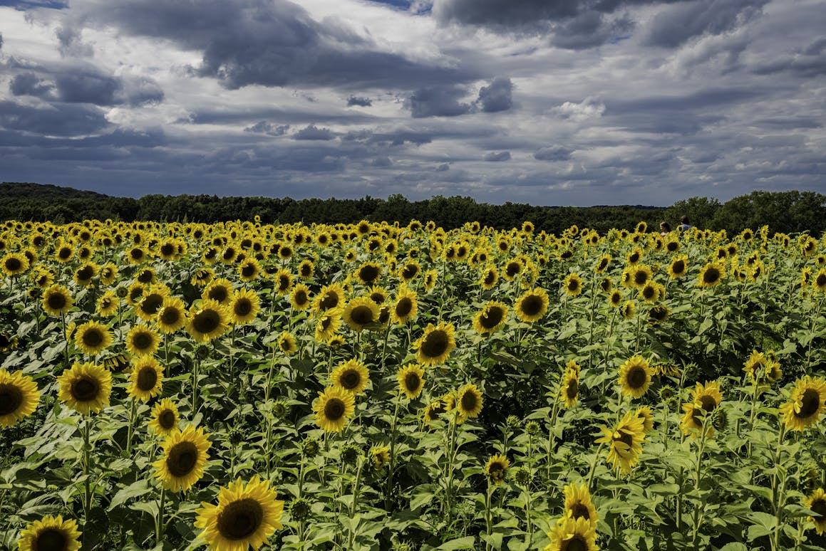 A vast field of blooming sunflowers under a dramatic cloudy sky, perfect for a summer rural landscape.